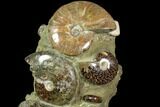 Tall, Composite Ammonite Cluster #117487-5
